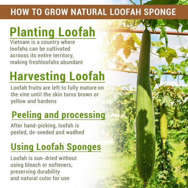 Natural Vietnamese Loofah Sponge, 100% Plant-Based Luffa Exfoliating Body Scrubber for Shower, Multi-Functional for Kitchen, Ideal for Men &