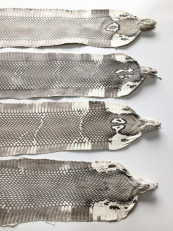 Cobra Snake Skin Snake Leather Hide Splitting Snakeskin with Head Cobra Taxidermy Real Snake Hide Natural 55 Length X5.5 Width Inches One Piece