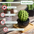Frank Cactus, Non-Electric Ceramic Diffusers for Essential Oils and Aromatherapy Fragrance, White Ceramic Diffusers in Car or Desk Office Decor