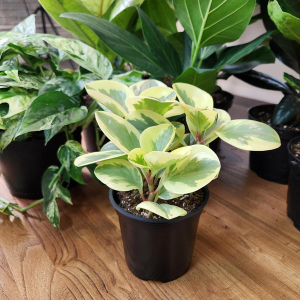 Essential Houseplant Collection (3PK) Live Plants Indoor Plants Live Houseplants in Plant Pots, Easy House Plants Indoors Live, Snake Plant,