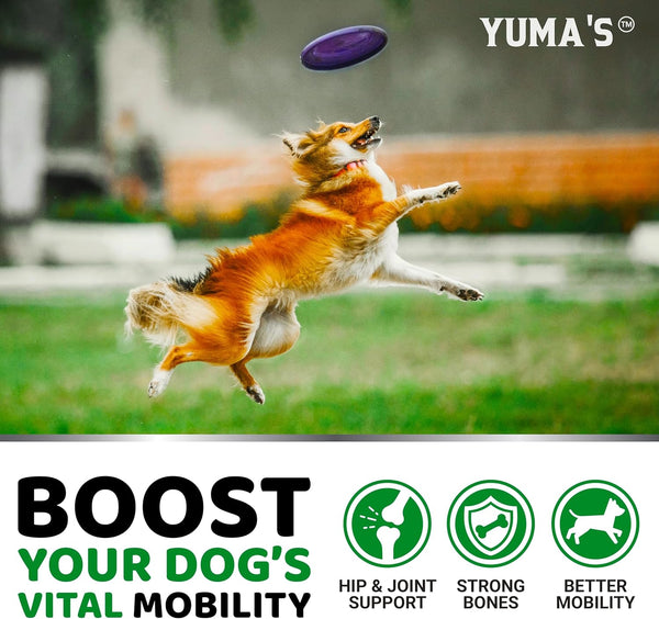 YUMA'S Glucosamine for Dogs - Hip and Joint Supplement for Dogs - 170 Ct - Glucosamine Chondroitin Chews - Joint Pain Relief Supplement with MSM -