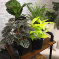 Essential Houseplant Collection (3PK) Live Plants Indoor Plants Live Houseplants in Plant Pots, Easy House Plants Indoors Live, Snake Plant,