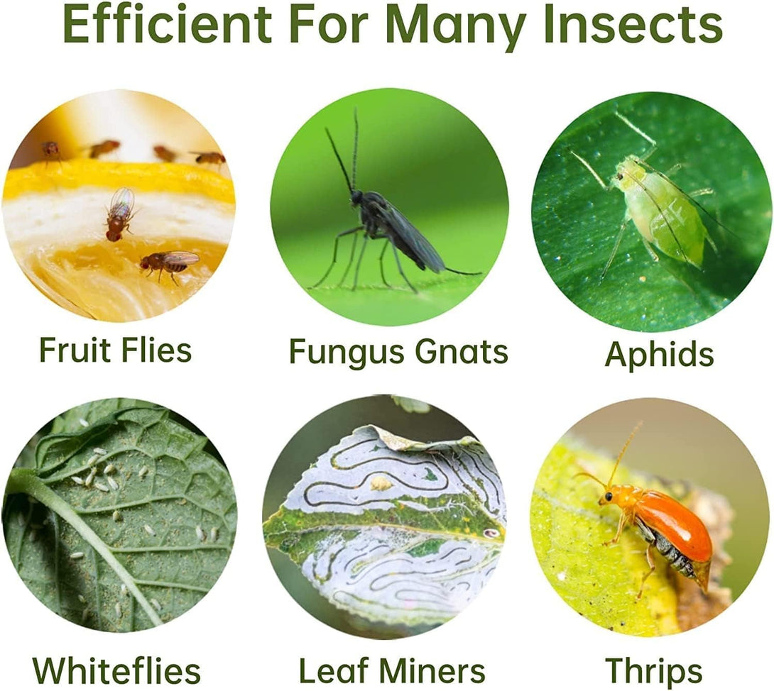 36 Pack Fruit Fly Trap for Indoors, Fungus Gnat Killer Indoor Sticky Traps for Mosquito, Bug Insect Catcher Killer for Houseplant