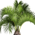 JobeâS Organics Granular Fertilizer, Organic Fertilizer for Palm Trees and Plants, 4 Lbs Bag
