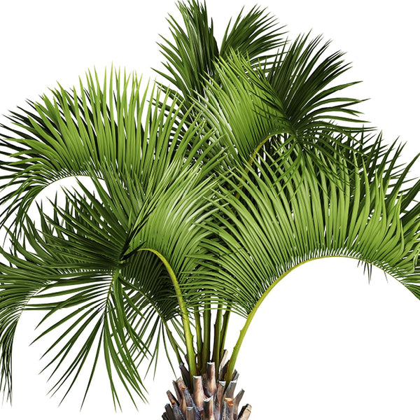 JobeâS Organics Granular Fertilizer, Organic Fertilizer for Palm Trees and Plants, 4 Lbs Bag