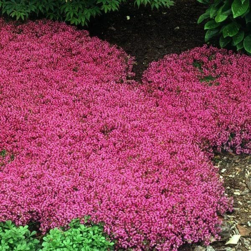 20000+ Red Creeping Thyme Seeds Ground Cover Plant Seeds Perennial- Non-Gmo Heirloom Flower Creeping Thyme Seeds for Planting