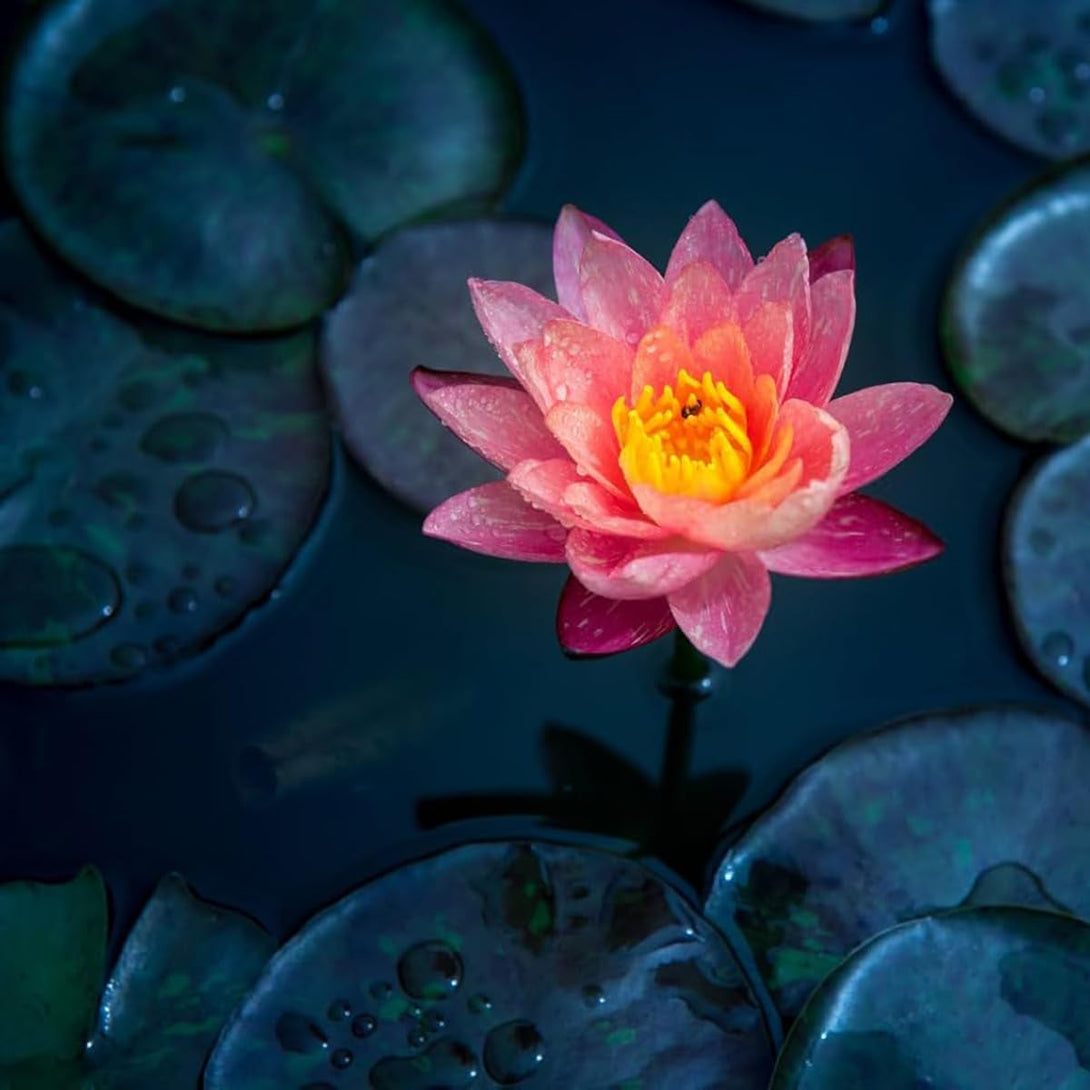 30+ Pcs Bonsai Bowl Lotus Seeds, Water Lily Flower Plant Seed Flowering Aquatic Fresh Garden Seeds for Pond Home Planting Ornamental(Mixed Color)