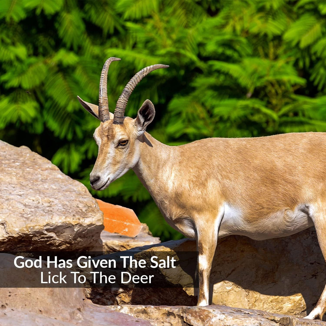 100% Natural Himalayan Rock Deer Salt Block - Animal Licking Mineral Salt Block, Natural Feed Salts Blocks, 5 Lbs, 2X4X8 Inch, Pack of 1