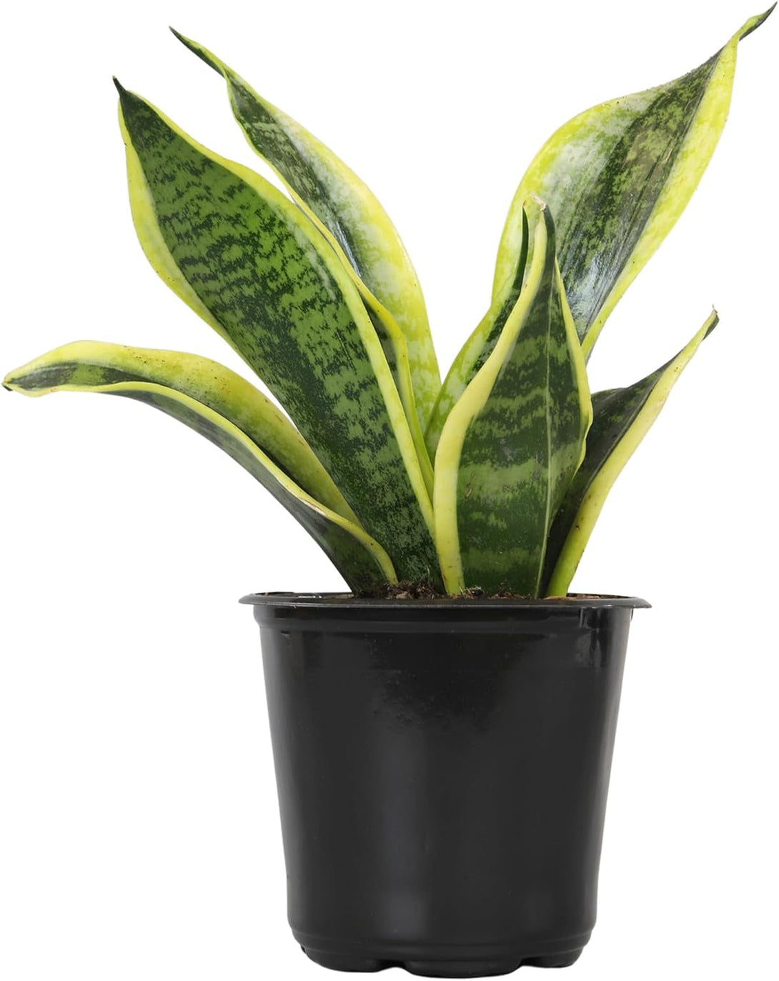 Altman Plants, Live Snake Plant, Sansevieria Trifasciata Superba, Fully Rooted Indoor House Plant in Pot, Mother in Law Tongue Sansevieria Plant, Potted Succulent Plant, Houseplant in Potting Soil