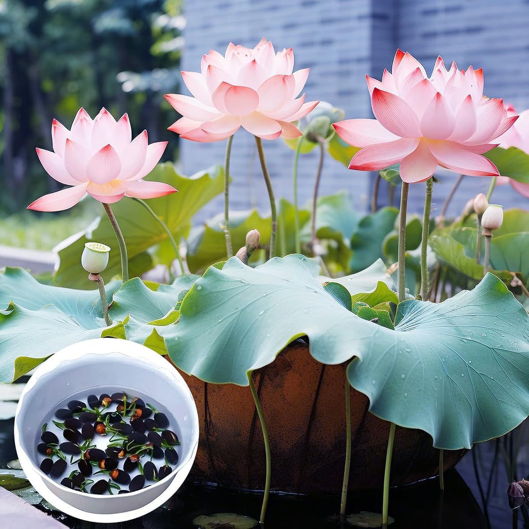 30+ Pcs Bonsai Bowl Lotus Seeds, Water Lily Flower Plant Seed Flowering Aquatic Fresh Garden Seeds for Pond Home Planting Ornamental(Mixed Color)