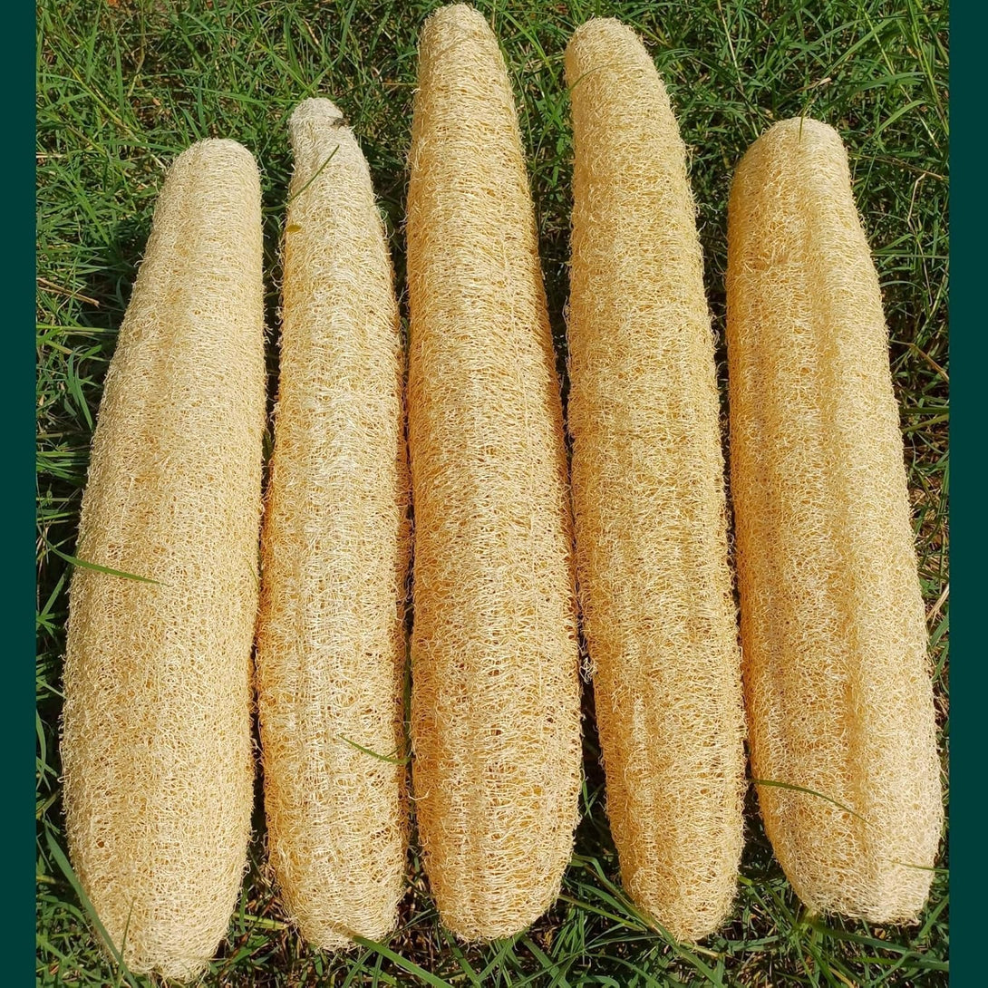 5 Pcs (14 – 16 Inches) Natural Loofah Sponge | Organic Loofah | Shower Loofah Exfoliating Body Scrubber | Bath for Loofah for Men and Women | (5 - Pack)