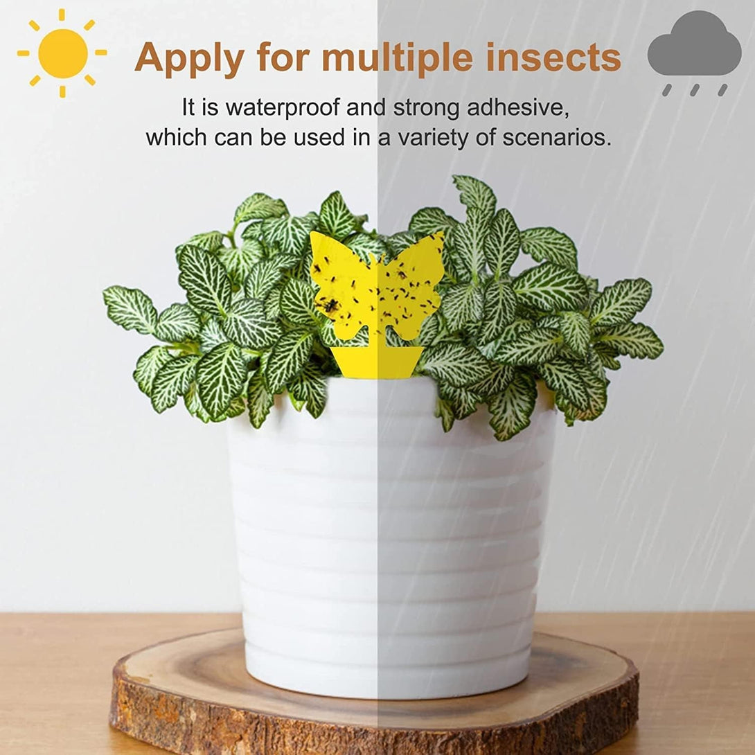 36 Pack Fruit Fly Trap for Indoors, Fungus Gnat Killer Indoor Sticky Traps for Mosquito, Bug Insect Catcher Killer for Houseplant