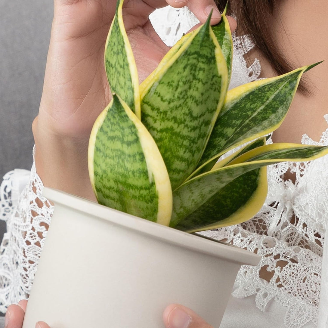 Altman Plants, Live Snake Plant, Sansevieria Trifasciata Superba, Fully Rooted Indoor House Plant in Pot, Mother in Law Tongue Sansevieria Plant, Potted Succulent Plant, Houseplant in Potting Soil