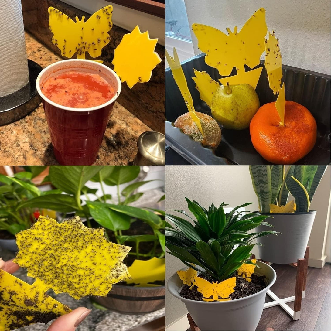 36 Pack Fruit Fly Trap for Indoors, Fungus Gnat Killer Indoor Sticky Traps for Mosquito, Bug Insect Catcher Killer for Houseplant