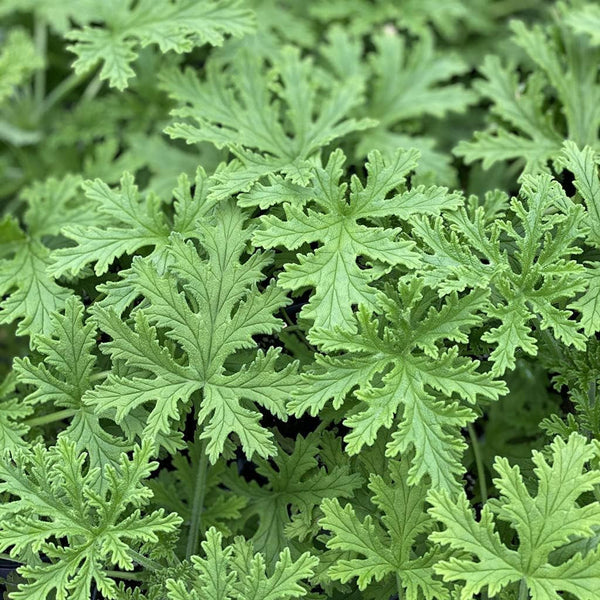 1500 Citronella Plant Seeds Citronella Plant Seeds Home Heirloom Garden Perennial Plant Seeds for Planting